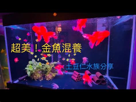 金魚可以跟什麼一起養|【金魚可以跟什麼魚一起養】金魚水族箱混養指南：揭曉與金魚相。